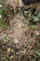 Tragopogon pratensis