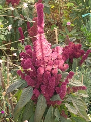 Amaranthus cruentus