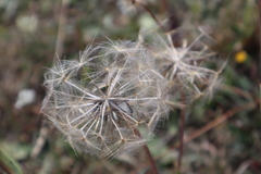 Tragopogon pratensis