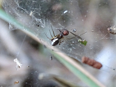 Frontinellina frutetorum