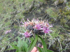 Saussurea pseudotilesii