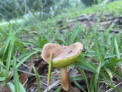 Aureoboletus innixus