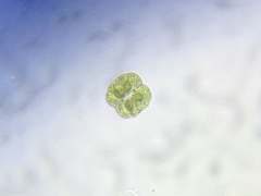 Cosmarium ornatum