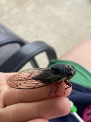 Neotibicen lyricen engelhardti