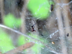 Argyrodes argyrodes