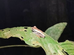 Dendropsophus leucophyllatus