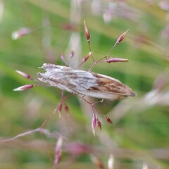 Eucosma cana