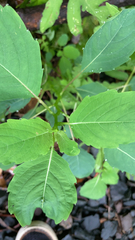 Impatiens pallida