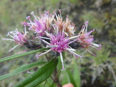 Saussurea pseudotilesii