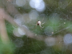 Frontinellina frutetorum