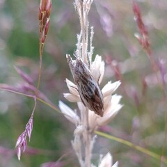 Eucosma cana
