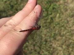 Sympetrum obtrusum
