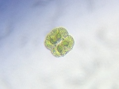 Cosmarium ornatum