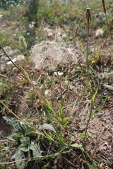 Tragopogon pratensis