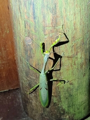 Stagmatoptera supplicaria