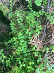 Gaultheria hispidula
