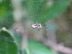 Frontinellina frutetorum