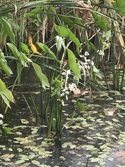 Sagittaria