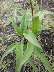 Saussurea pseudotilesii