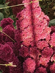 Amaranthus cruentus