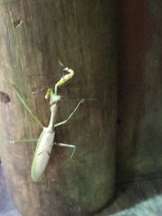 Stagmatoptera supplicaria