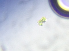 Cosmarium anisochondrum