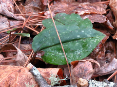 Tipularia discolor