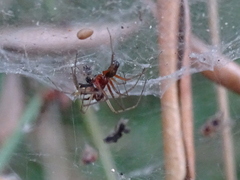 Frontinellina frutetorum