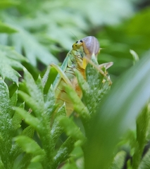 Cicadella