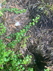 Gaultheria hispidula