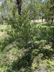 Diospyros texana