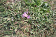 Centaurea nigrescens