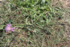 Centaurea nigrescens