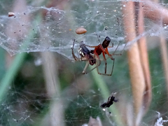 Frontinellina frutetorum