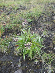 Saussurea pseudotilesii