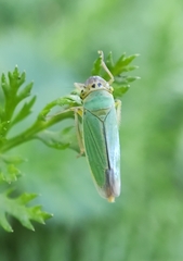 Cicadella