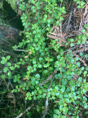 Gaultheria hispidula