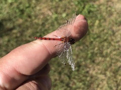 Sympetrum obtrusum