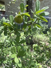 Diospyros texana