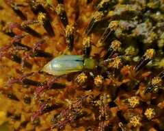 Diabrotica longicornis