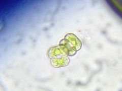 Cosmarium anisochondrum