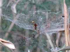 Frontinellina frutetorum