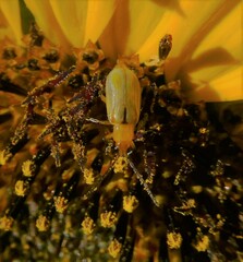 Diabrotica longicornis