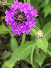 Verbena rigida