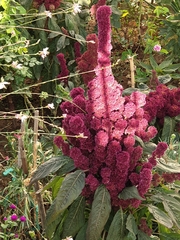 Amaranthus cruentus