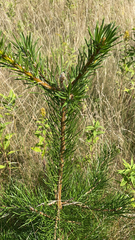 Pinus banksiana