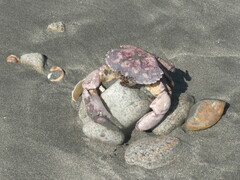 Platyxanthus orbignyi