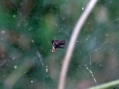 Argyrodes argyrodes