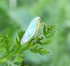 Cicadella