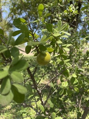 Diospyros texana
